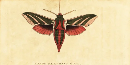 Polilla del elefante, Deilephila elpenor.,1800 (grabado)