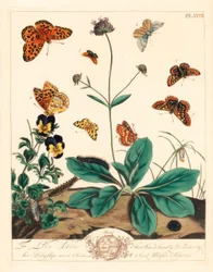 Fritillary grasiento, Euphydryas aurinia, fritillary marrón alto, Fabriciana adippe, polilla de tres barras, Aplocera plagiata, amarillo moteado, Pseudopanthera macularia, y polilla carmesí y dorada, Pyrausta purpuralis, en escabiosa de mordedura del diabl