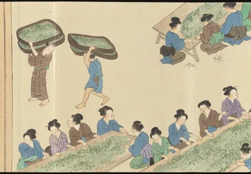 Ilustraciones de la producción de té de Uji