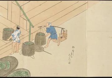 Ilustraciones de la producción de té de Uji
