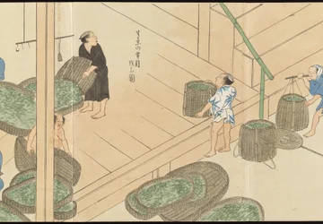 Ilustraciones de la producción de té de Uji