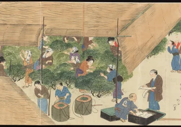 Ilustraciones de la producción de té de Uji
