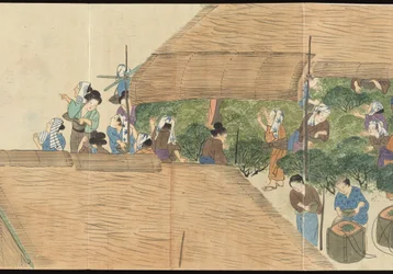 Ilustraciones de la producción de té de Uji