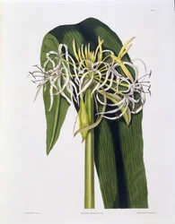 Crinum Declinatum, lámina 43 de 
