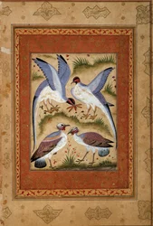 Aves. Miniatura en gouache de la escuela mogol. 1590-1600. París, Museo Guimet, Museo Nacional de Artes Asiáticas