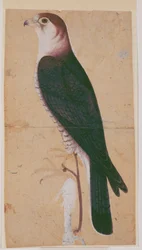 Halcón