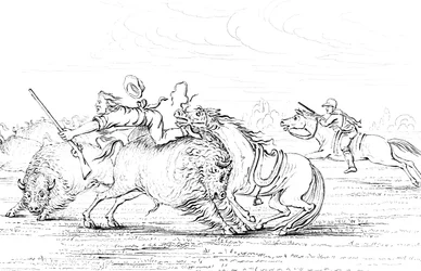 Búfalo atacando a un vaquero a caballo, 1841