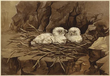 La guarida del águila (litografía)