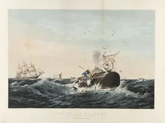 La pesca de la ballena: El cachalote 