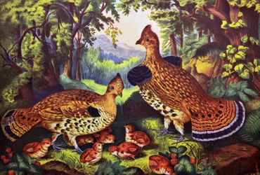 La Familia Feliz, Urogallo y Jóvenes
