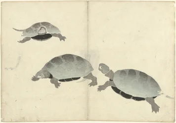 Tres tortugas
Álbum de fotos de Korin (título de la serie)
Korin gafu (título de la serie)