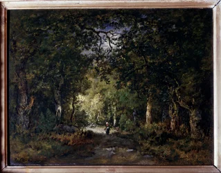 El camino bajo el bosque