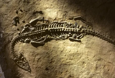 Fotografía de un fósil de vertebrado marino del periodo Triásico de un Pachypleurosaurus