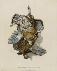 Caza de pluma americana--Perdices