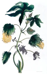 Gossypium - planta de algodón, 1823