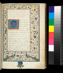 Ms 336. Salustio, Catilina y Yugurta, f. 1r. Borde completamente iluminado con pavos reales, conejos, periquitos verdes y una paloma