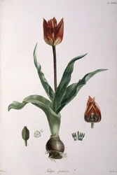 Tulipa praecox, 1811-1829