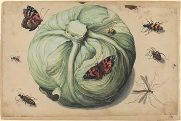 Cabeza de Col con Insectos