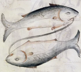 Sloane 3983 Dibujo de Piscis, de una traducción de un tratado astrológico persa de Jafar ibn Muhammad (vitela)