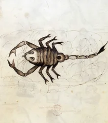 Sloane 3983. Folio No: 23 El signo zodiacal Escorpio (vitela)