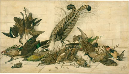 sin título (Aves de caza australianas)