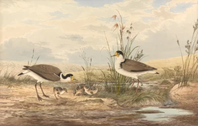 Avefría enmascarada, Vanellus miles