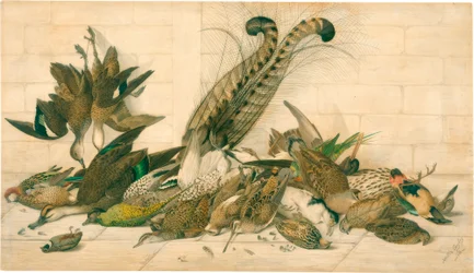 sin título (Aves de caza australianas)