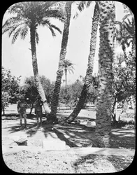 Jardín del General Gordon, Jartum, Sudán, c1890