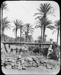 Rueda de agua, Egipto, c1890