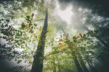 Bosque otoñal envuelto en niebla