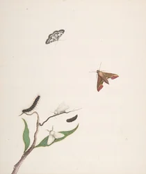Una oruga y dos polillas en una rama y dos mariposas, principios-mediados del siglo XVIII