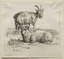 Animalia: Carnero y cabra