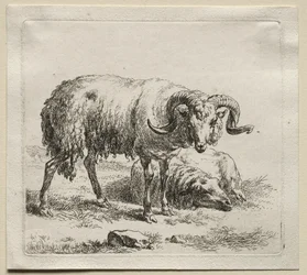 Animalia: Carnero y Oveja