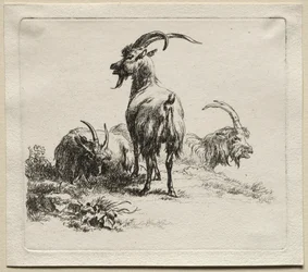Animalia: Tres cabras
