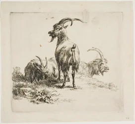 Cabras, de varios animales