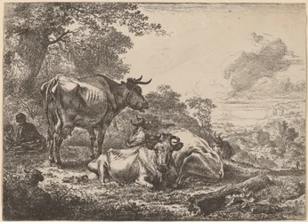Vacas descansando