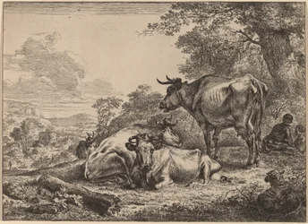 Vacas descansando