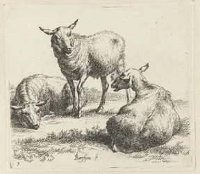 Secar las ovejas Schapen (título de la serie) Animales dibujados a la vida e impresos con agua para un aire fuerte por Studio and Art of Nicolai Berchem (título de la serie)