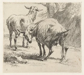 Pissende ooi en een schaap Schapen (título de la serie) Animales dibujados a la vida e impresos con agua para un aire fuerte por Studio and Art of Nicolai Berchem (título de la serie)