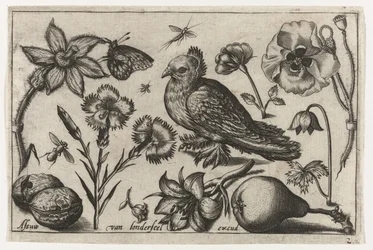 Flores, una pera y una paloma. Pájaros, flores, insectos, etc. (título de la serie)