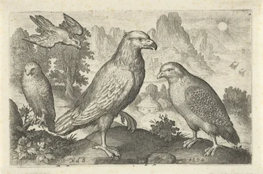 Águila y otras aves rapaces Pájaros e insectos (título de la serie)