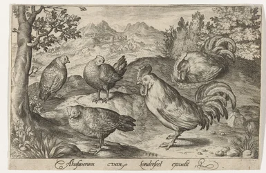 Tres gallinas y dos gallos
Aves e insectos (título de la serie)