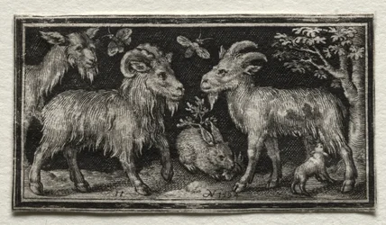 Cabras y liebre