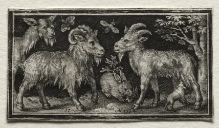 Cabras y Liebre, 1594