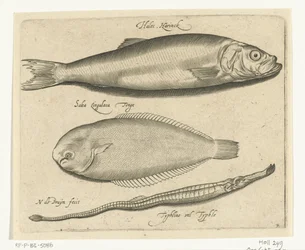 Arenque, lenguado y pez pipa Libelivs miscelánea Genera piscium complectens (título de la serie) Peces de agua dulce, peces marinos, ranas, crustáceos y criaturas marinas (título de la serie)