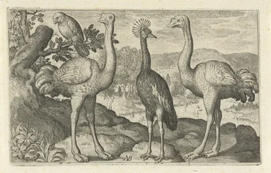 Grulla coronada entre dos avestruces Pájaros e insectos (título de la serie)