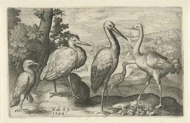 Cigüeña, grulla, garza y ​​espátula Pájaros e insectos (título de la serie)