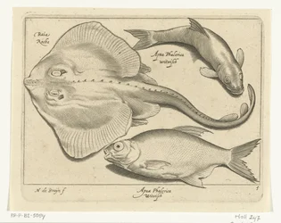 Raya, dorada y pescado blanco Libelivs miscelánea Genera piscium complectens (título de la serie) Peces de agua dulce, peces marinos, ranas, crustáceos y criaturas marinas (título de la serie)