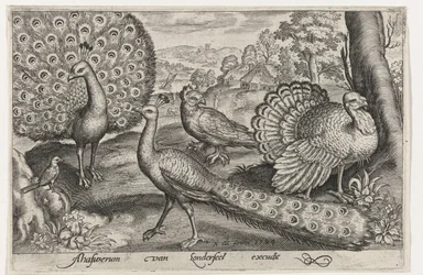 Dos pavos reales y un pavo - Aves e insectos (título de la serie)