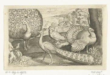 Dos pavos reales y un pavo - Aves e insectos (título de la serie)